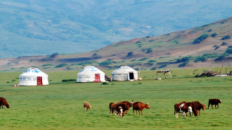 トライバルラグってどんなラグ？